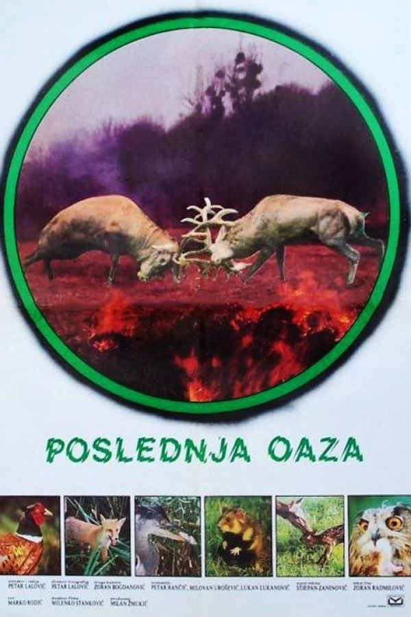 Disappearing Oasis Poster
