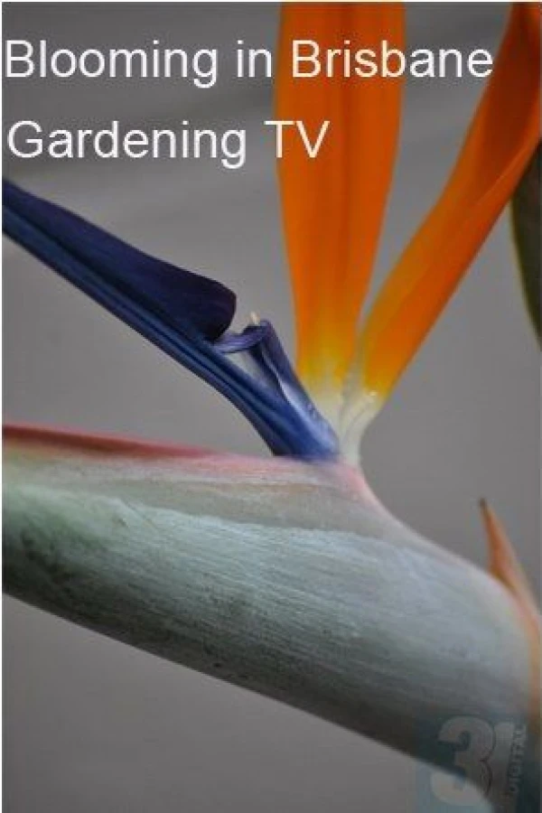 Blooming in Brisbane Poster