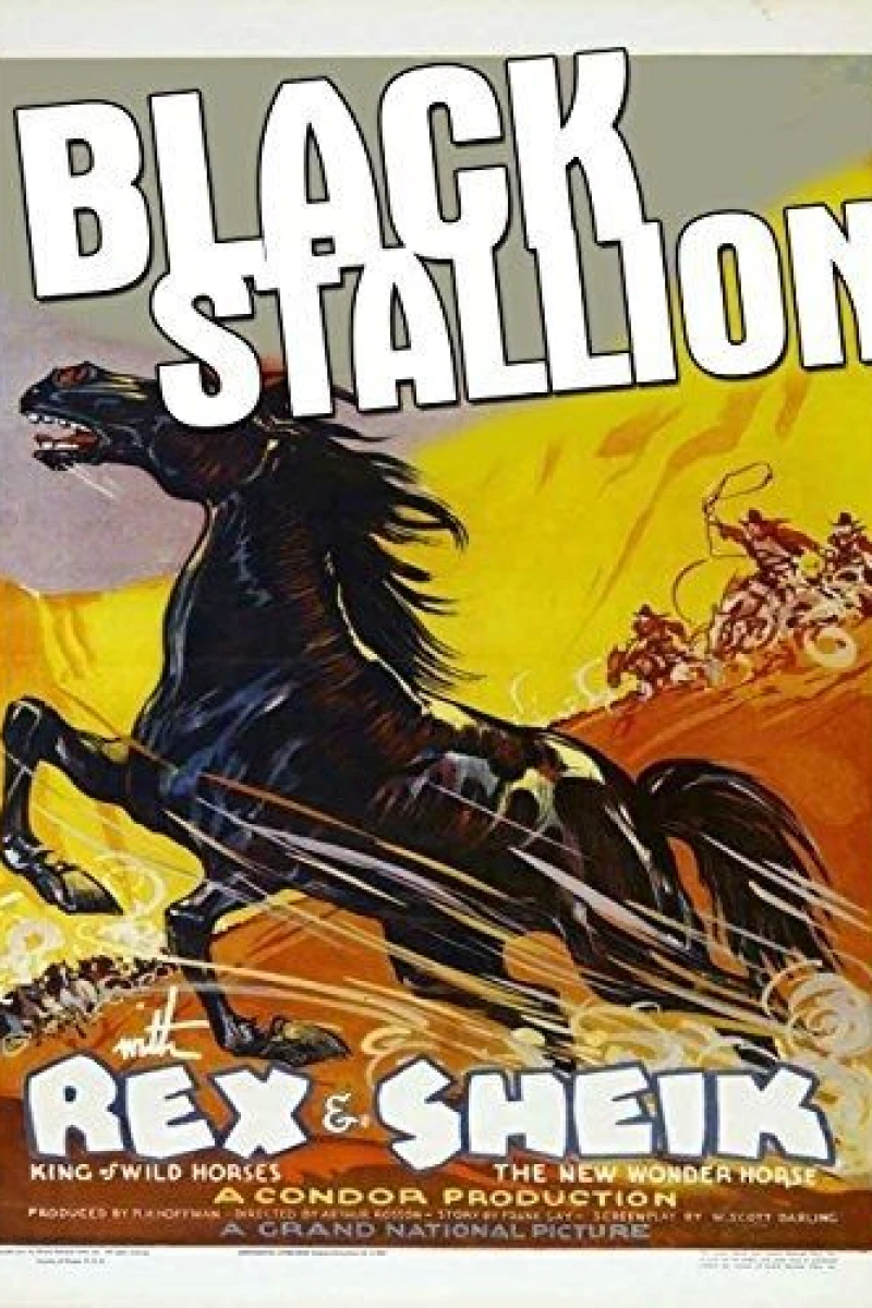 Black Stallion Poster