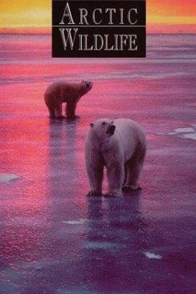 Alaska's Arctic Wildlife