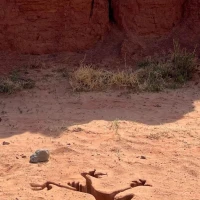 Coyote vs. Acme