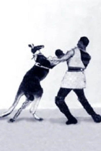 Das boxende Känguruh