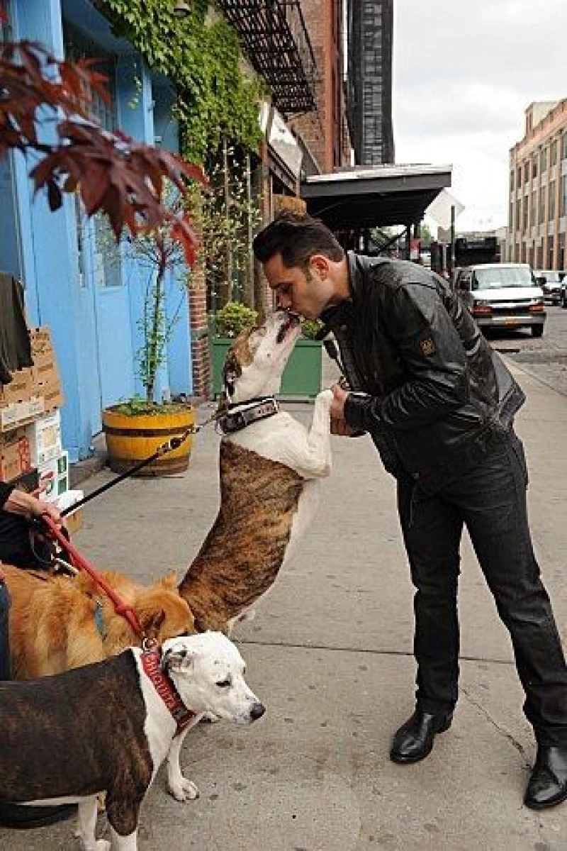 Dogs in the City Poster