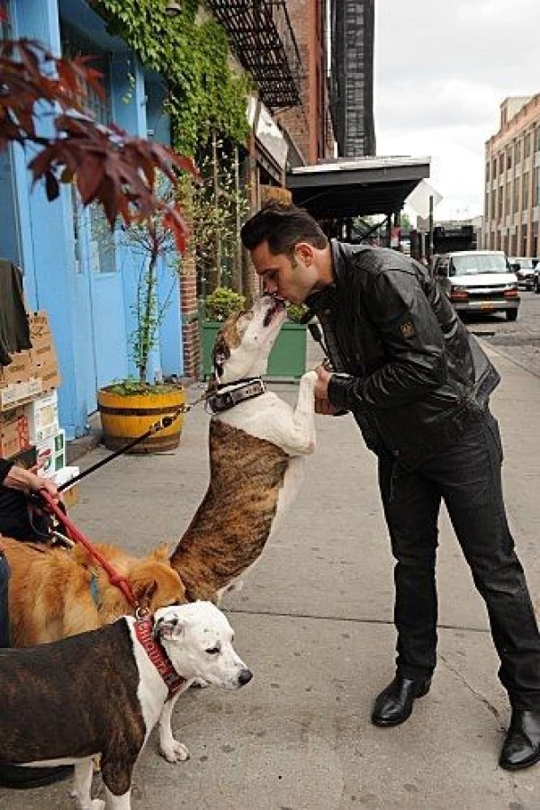 Dogs in the City Poster