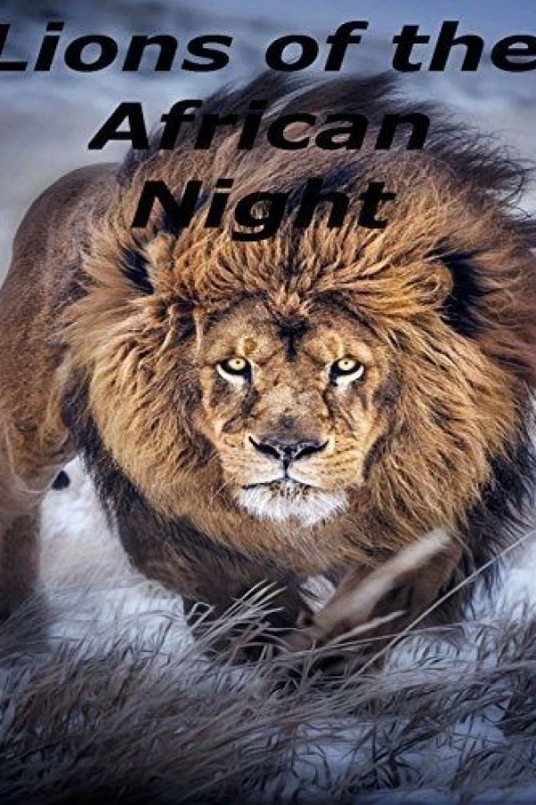Lions of the African Night Poster