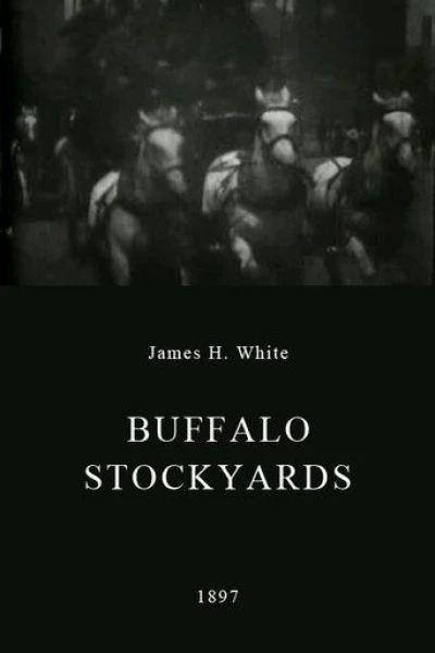 Buffalo stock yards