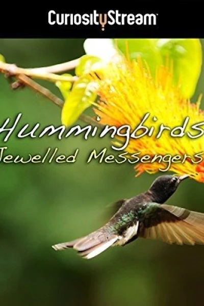 Hummingbirds Jewelled Messengers