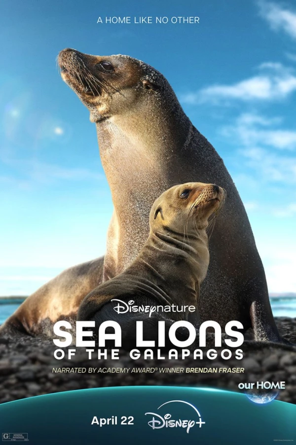 Sea Lions of the Galapagos Poster