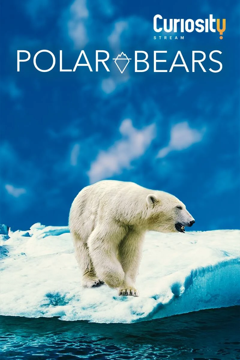 Polar Bears Poster